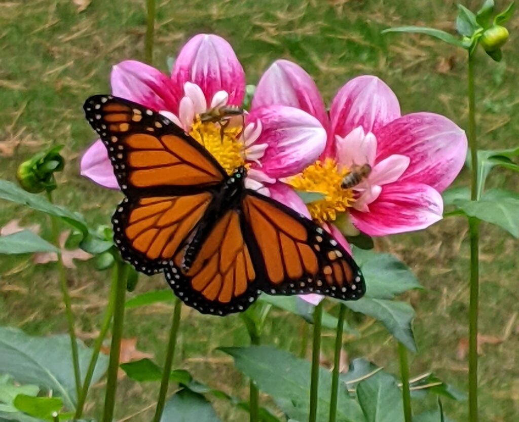 A monarch butterfly and 2 honeybees visit two pink dahlias with open centers. 